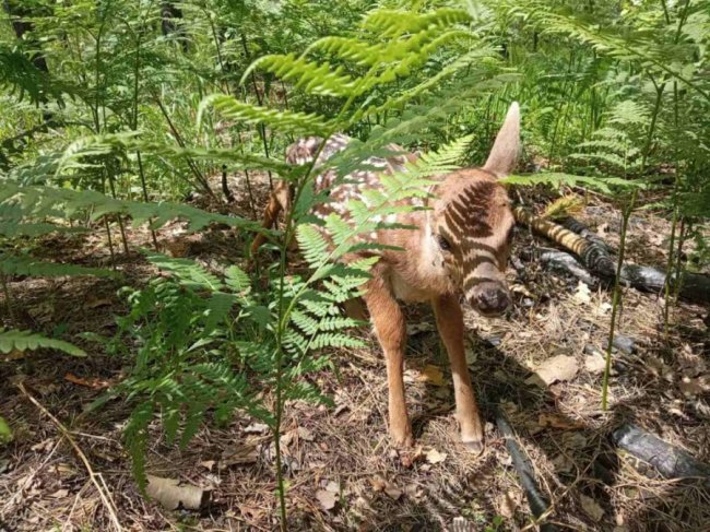 Волинські лісівники просять не підбирати і не торкатися до новонароджених мешканців лісу. ВІДЕО, ФОТО