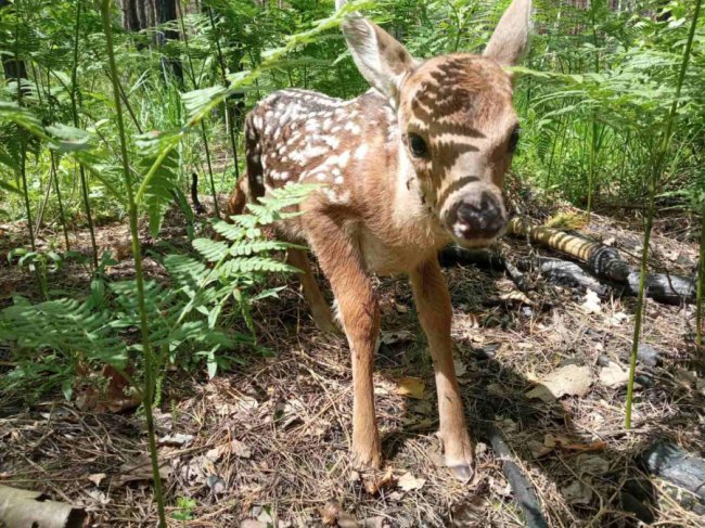 Волинські лісівники просять не підбирати і не торкатися до новонароджених мешканців лісу. ВІДЕО, ФОТО