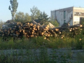 У Чернівецькій області керівники держлісгоспів разкрадали деревину. ФОТО