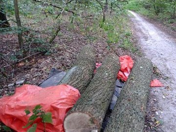 У Ківерцівському районі викрили крадіїв лісу. ФОТО