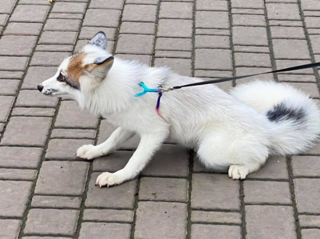 У луцькому зоопарку - поповнення. ФОТО