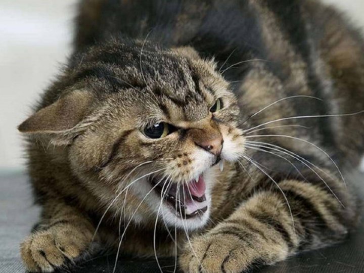 Напав ззаду і вкусив за ногу: через скаженого кота в селі на Волині запровадили двомісячний карантин