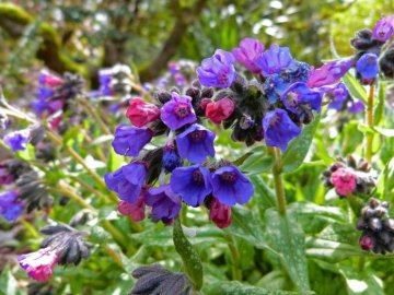 У волинському селі квіти з могил пересаджують, а не викидають на смітник