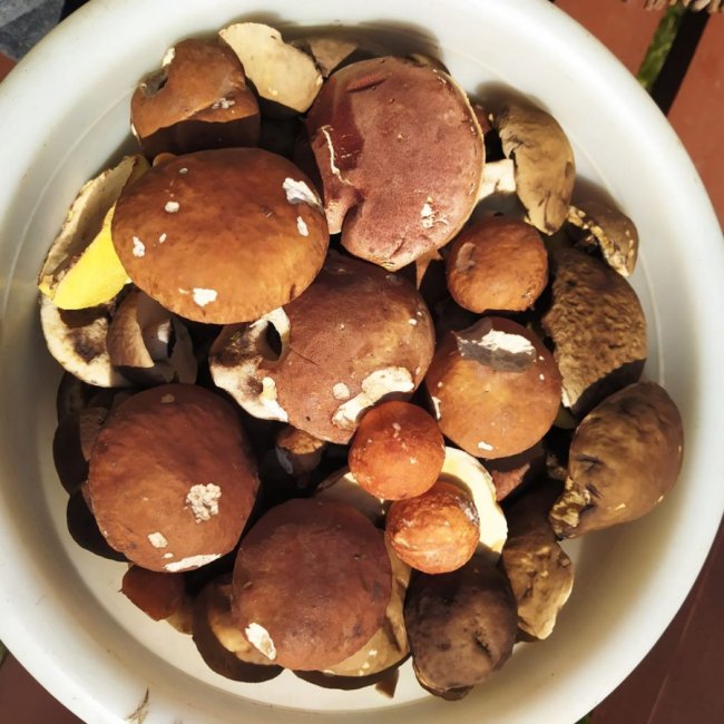 Волинські грибники у соцмережах хизуються чималим «уловом». ФОТО