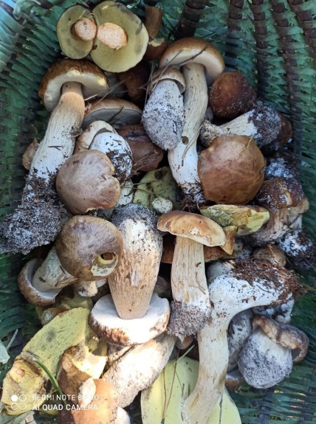 Волинські грибники у соцмережах хизуються чималим «уловом». ФОТО