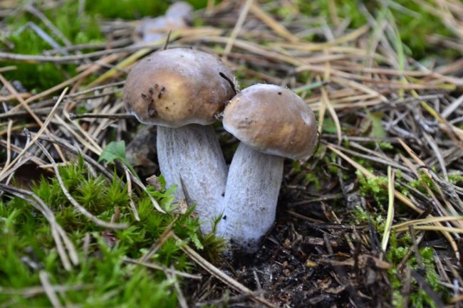 Світязь, «тихе полювання» та Одеса: де відпочивали луцькі депутати