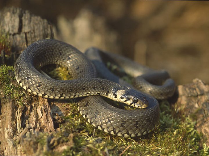 Які змії живуть довкола Луцька