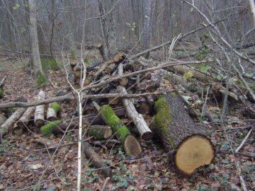 У Луцьку заборонили вивозити гілля і деревину на сміттєві полігони