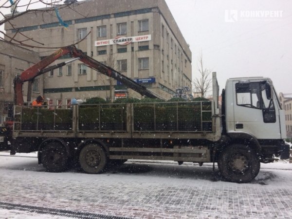 У центрі Луцька висаджують кущі