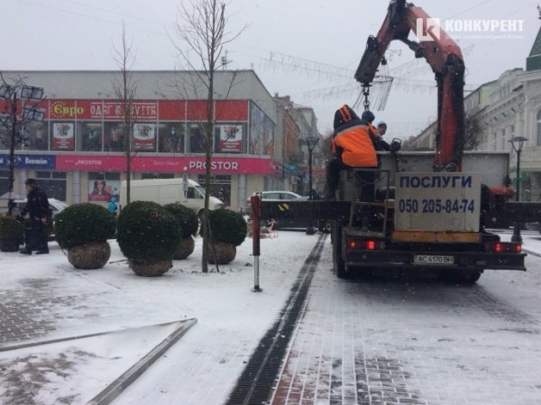 У центрі Луцька висаджують кущі