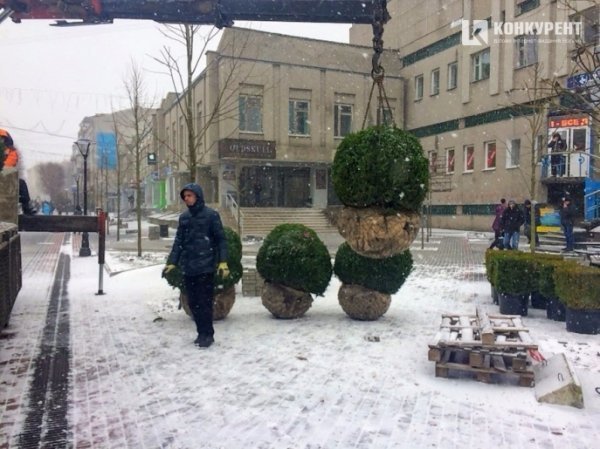 У центрі Луцька висаджують кущі