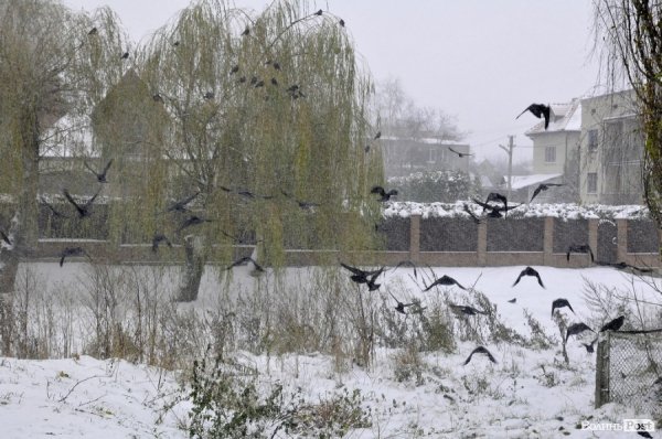 Фото снігу в Луцьку
