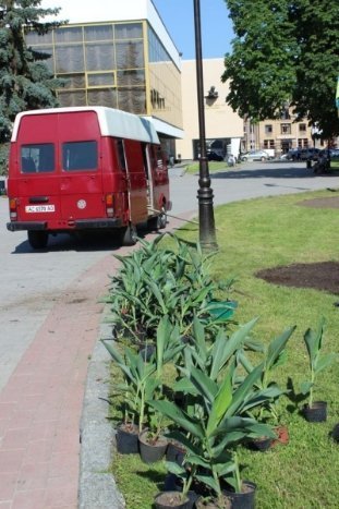 Луцьк засаджують квітами. ФОТО