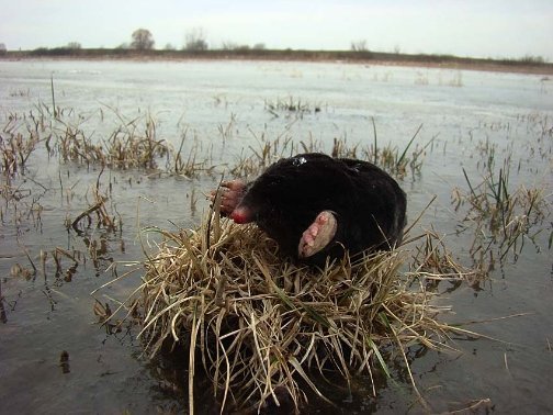 Драма на острові