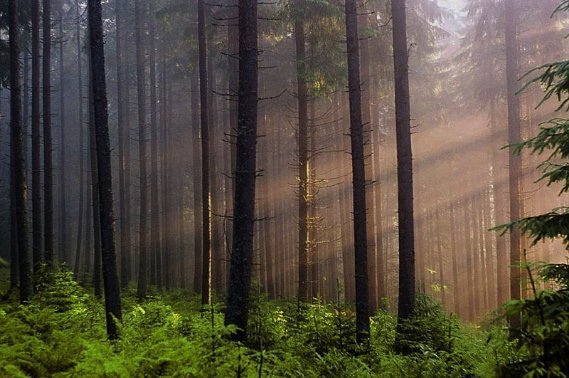 Ліс на перевалі