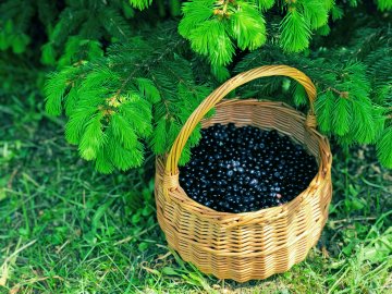 Волинська чорниця поповнила місцеві бюджети на два мільйони гривень