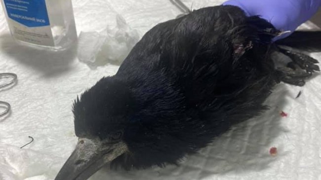 Столичні ветеринари лікували мешканців Луцького зоопарку