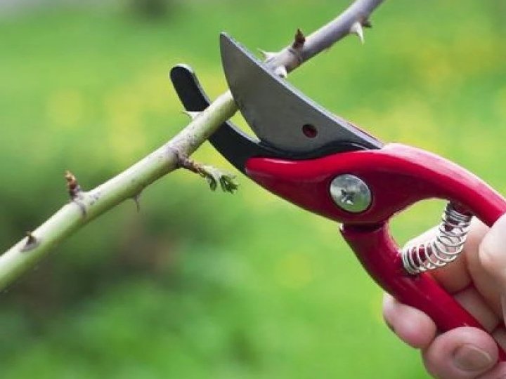 Ці дерева та кущі навесні обрізати не можна, інакше загубите майбутній урожай: поради садівникам