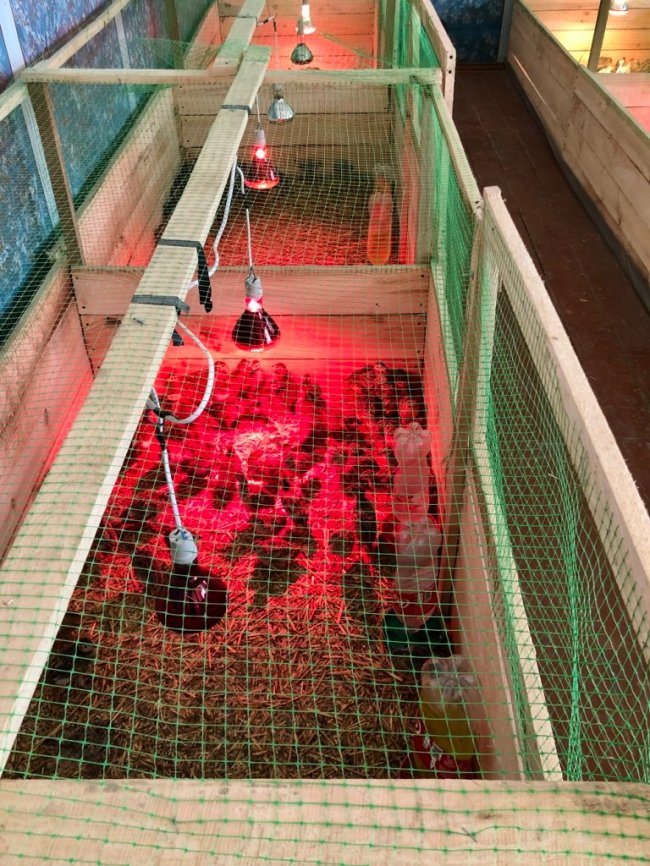 У волинському лісництві вирощують перше потомство фазанів. ФОТО