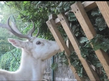 Лісівники заготовляють для Луцького зоопарку їстівні віники