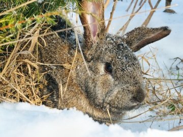 Як захистити садову ділянку від зайців та кроликів?*