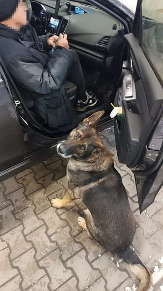 В «Устилузі» службовий пес Гуді допоміг знайти наркотики