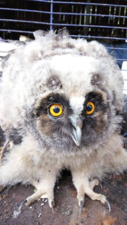 Луцький зоопарк опублікував зворушливі історії тварин, врятованих від смерті. ФОТО