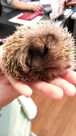 Луцький зоопарк опублікував зворушливі історії тварин, врятованих від смерті. ФОТО