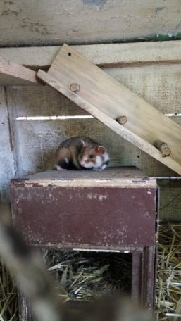 Луцький зоопарк опублікував зворушливі історії тварин, врятованих від смерті. ФОТО