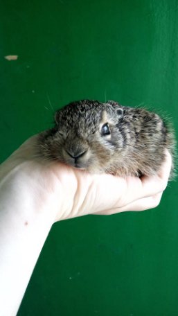 Луцький зоопарк опублікував зворушливі історії тварин, врятованих від смерті. ФОТО