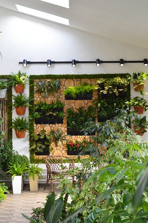 Бананове дерево, екзотичні пальми, фікуси, маракуї: у волинській школі учні створили зимовий сад. ФОТО