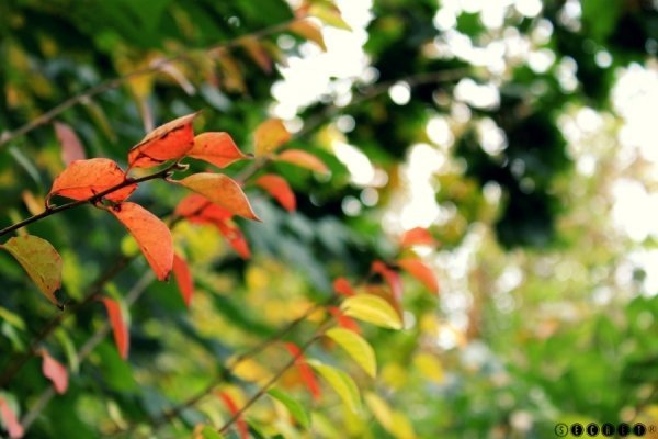 Фотовиставка Олександри Містюк