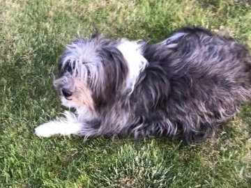 Щоб залякати чи помститися: невідомі задушили собаку відомого лікаря з Луцька