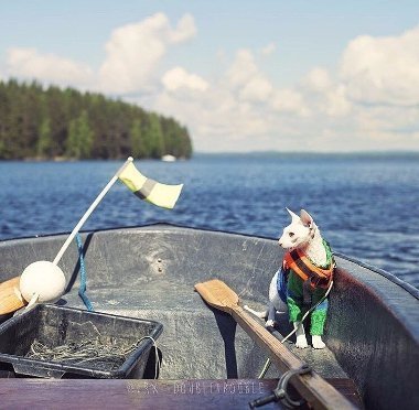 Добірка знімків котів, які подорожують зі своїми господарями. ФОТО
