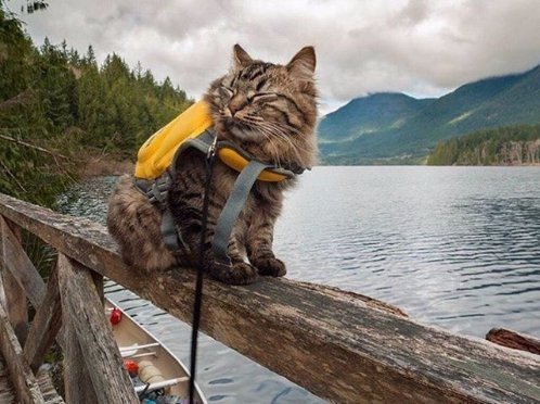 Добірка знімків котів, які подорожують зі своїми господарями. ФОТО