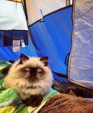 Добірка знімків котів, які подорожують зі своїми господарями. ФОТО