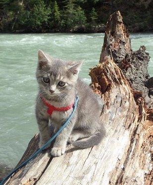 Добірка знімків котів, які подорожують зі своїми господарями. ФОТО