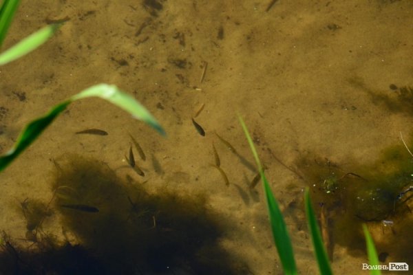 Де відпочивають волиняни: Гряда. ФОТО