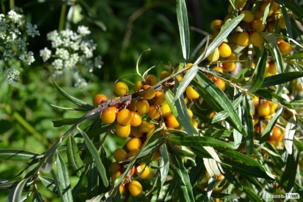 Де відпочивають волиняни: Гряда. ФОТО