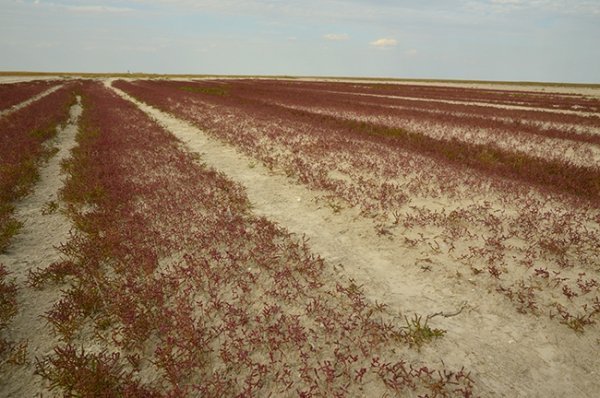Українські Мальдіви: таємниця острова. ФОТО. ВІДЕО