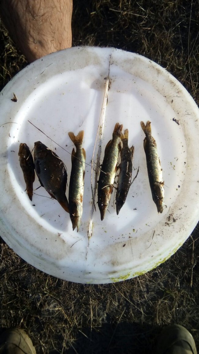 На Любомльщині четверо рибалок-браконьєрів натягали сітками риби на понад 12 тисяч 