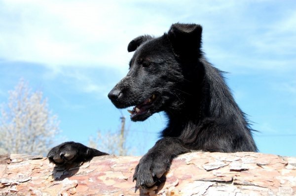 Іноземці безплатно стерилізуватимуть луцьких собак