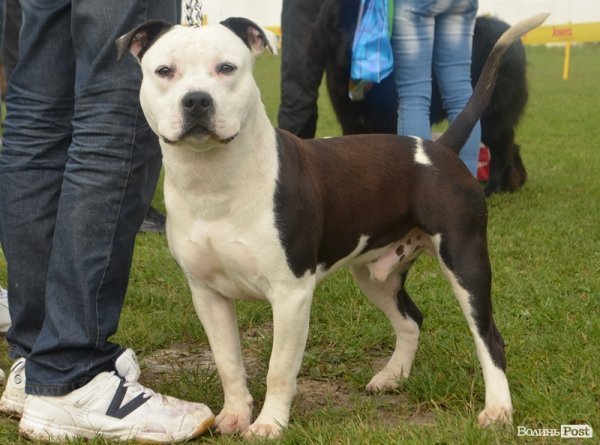 У Луцьку – виставка собак. ФОТО