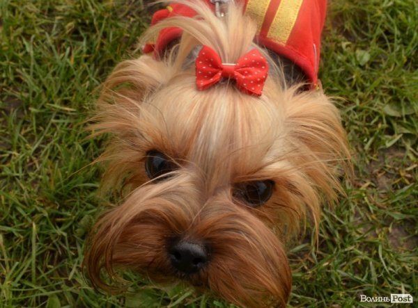 У Луцьку – виставка собак. ФОТО