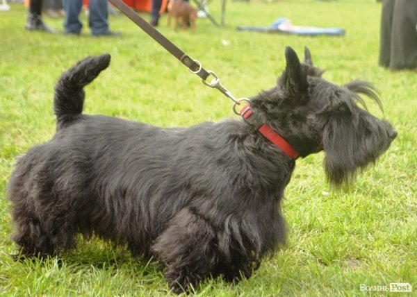 У Луцьку – виставка собак. ФОТО