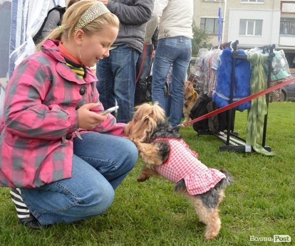 У Луцьку – виставка собак. ФОТО