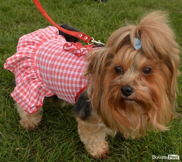 У Луцьку – виставка собак. ФОТО