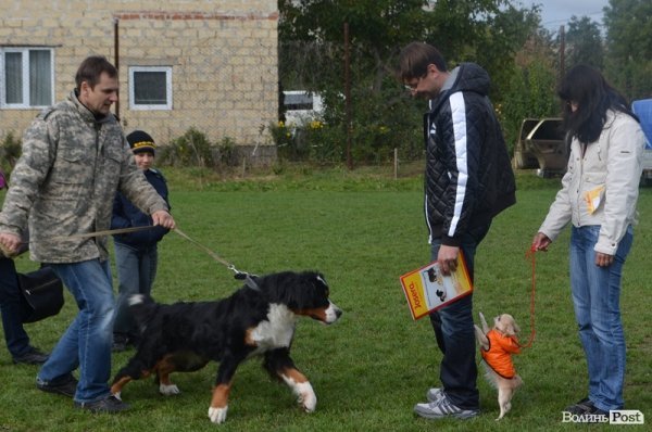 У Луцьку – виставка собак. ФОТО