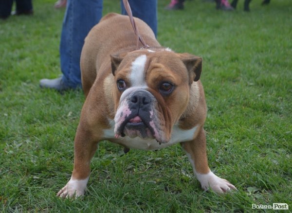 У Луцьку – виставка собак. ФОТО