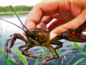 На Волині заборонять ловити раків